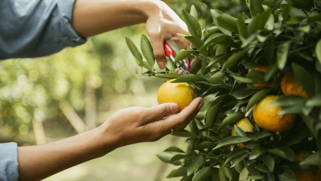 You can still use the 0% capital gains bracket for 2025