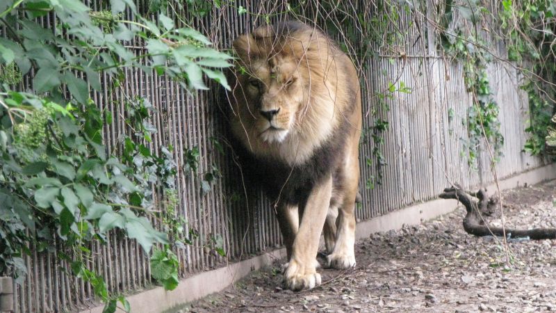 Aalborg Zoo: Denmark zoo asks people to donate unwanted pets to feed predators and imitate ‘natural food chain’