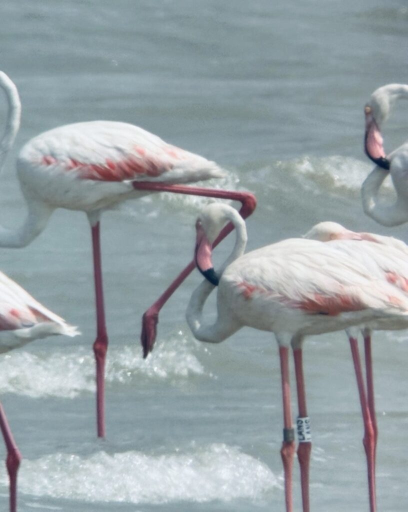 Kuwaiti researcher spots banded Greater Flamingo at Jahra Nature Reserve