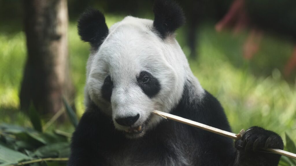 Meet Xin Xin: The last giant panda in Latin America