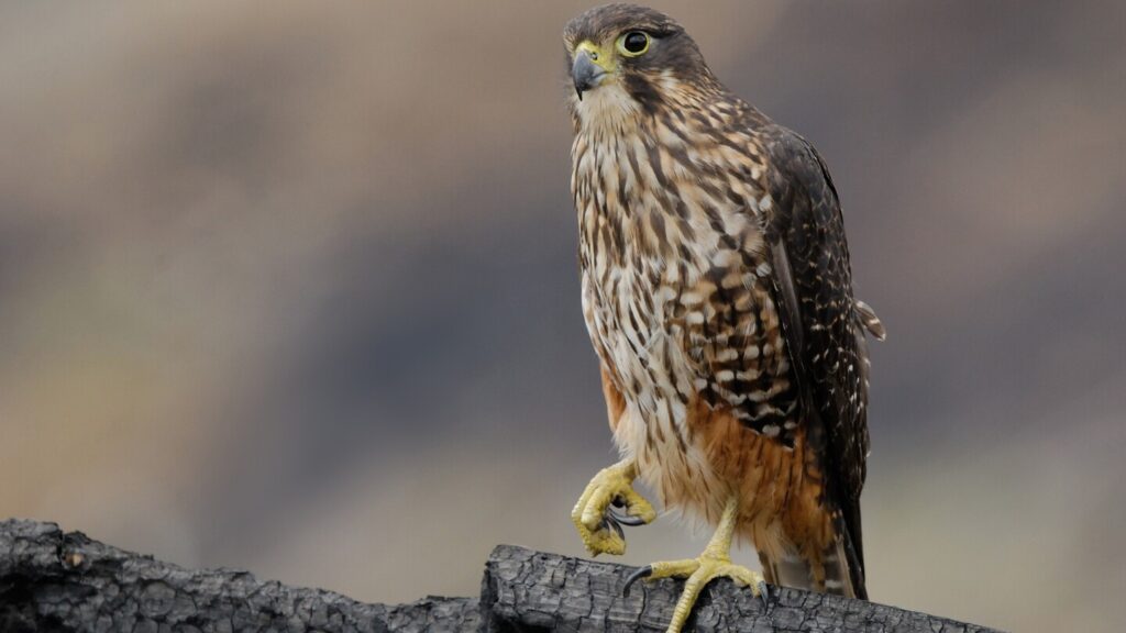 Māori-named kārearea crowned bird of the year in New Zealand poll