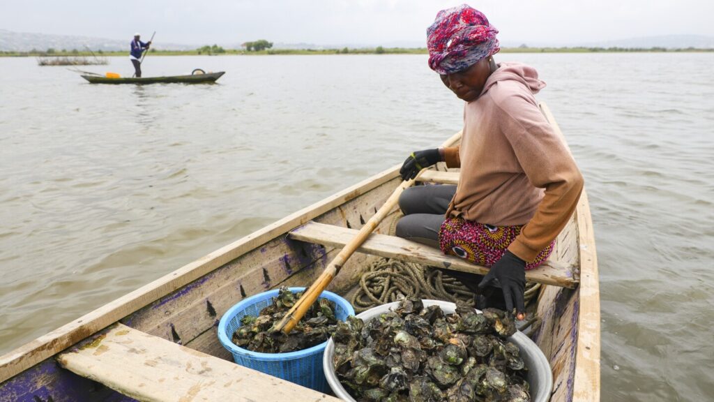 Ghanaian women try to sustain oyster farming threatened by climate change