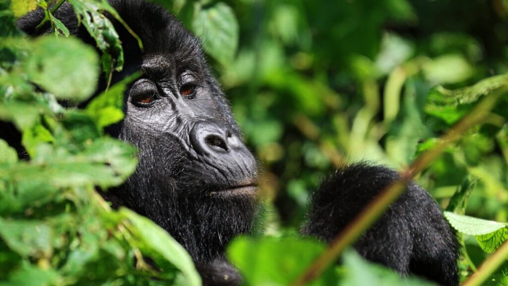 In Uganda, a vibrant tourist economy boosts the conservation of endangered mountain gorillas