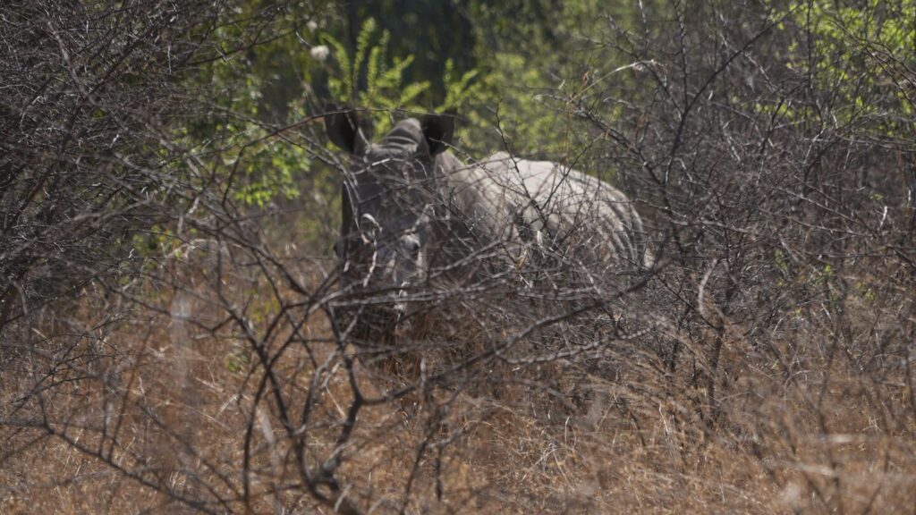 On World Rhino Day, South Africa marks progress but still loses a rhino daily to poachers