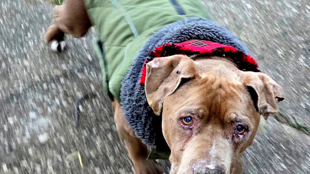 Veterinarian convicted of theft for keeping homeless man’s dog in Michigan