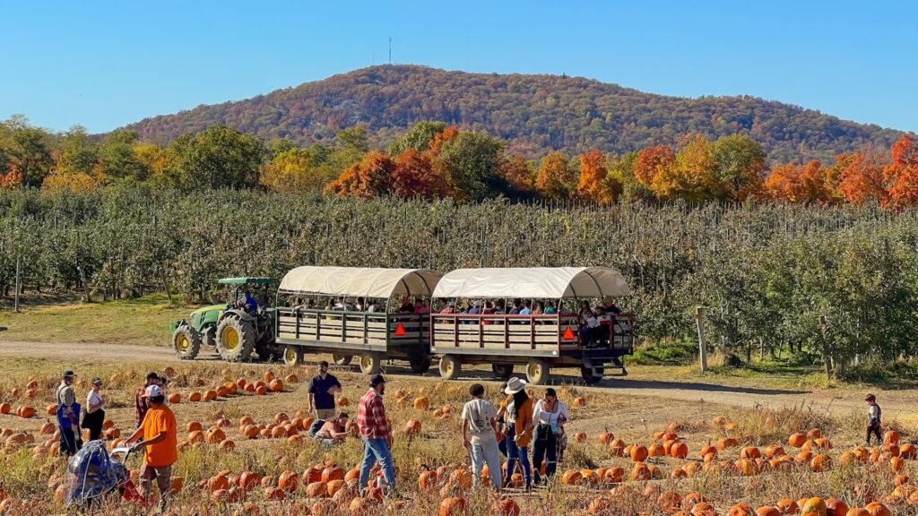 41-year-old took over family’s struggling apple farm in his 20s—now, it’s a popular fall destination