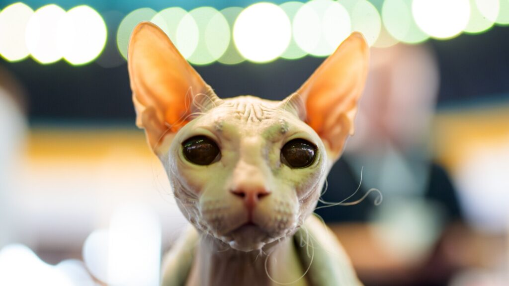 Cat breeders and owners gather in Romania for FIFe World Show