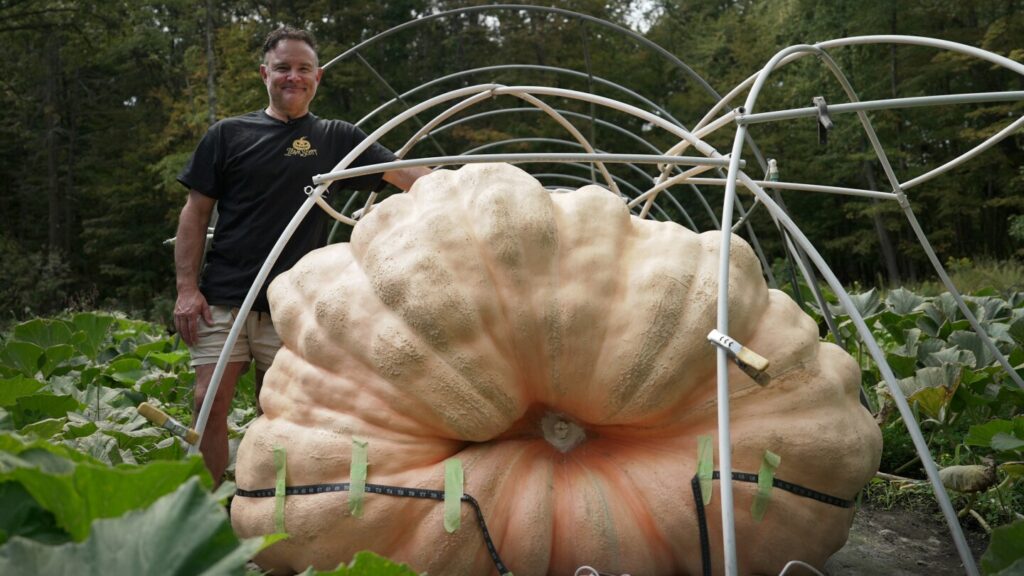 The science of growing a giant pumpkin