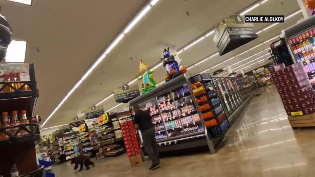 Bear surprises shoppers at Arizona grocery store, runs around inside