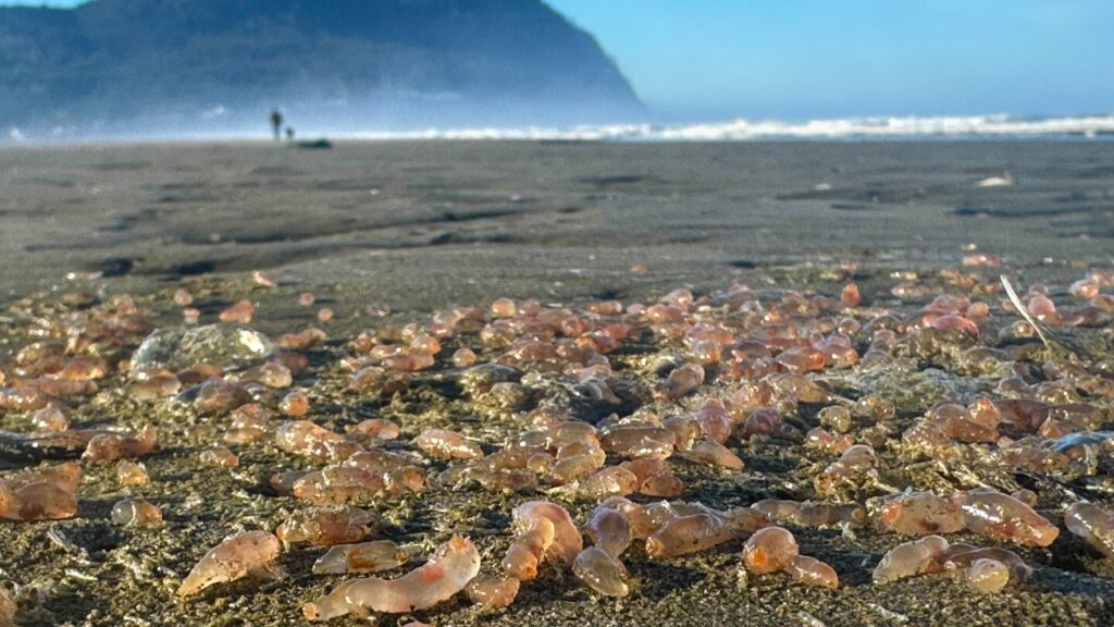 Heavy surf and low tide cause thousands of sea cucumbers to wash ashore in an Oregon town