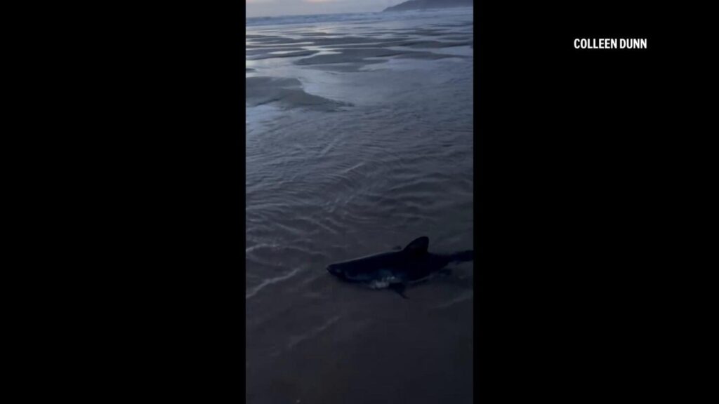 Woman rescues shark on an Oregon beach in striking video