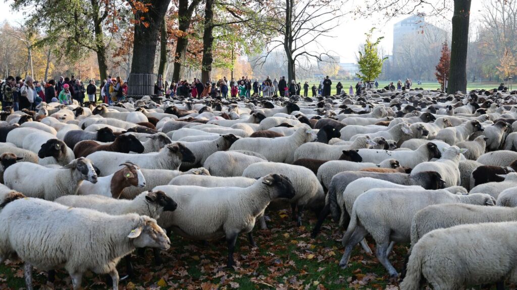 Nuremberg streets filled with 600 sheep as pedestrians capture the moment