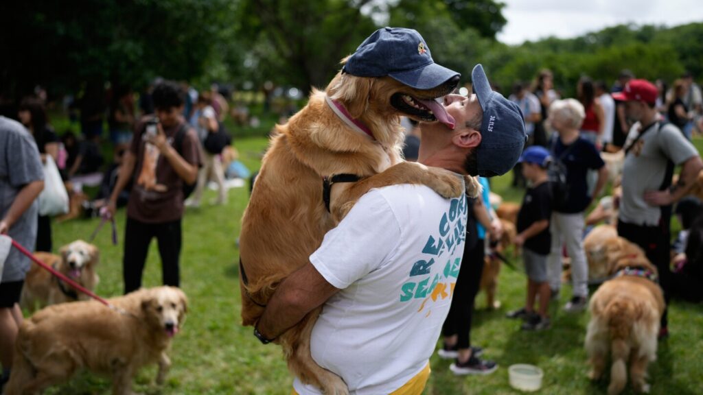 More than 2,000 golden retrievers swarm a park in Argentina for a record