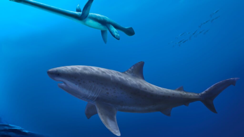 Before megalodon, researchers say a monstrous shark ruled Australian seas