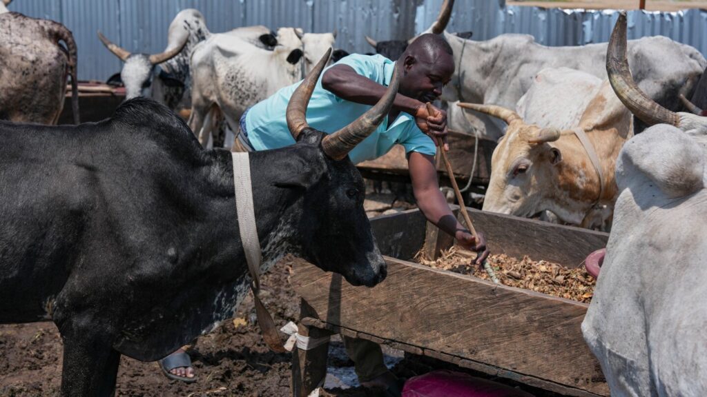 Deadly Sahel conflict sends herders fleeing to Africa’s coastal cities