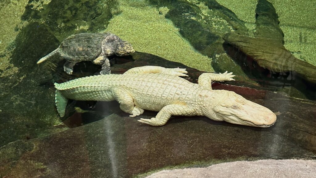 Rare albino alligator named Claude dies in San Francisco