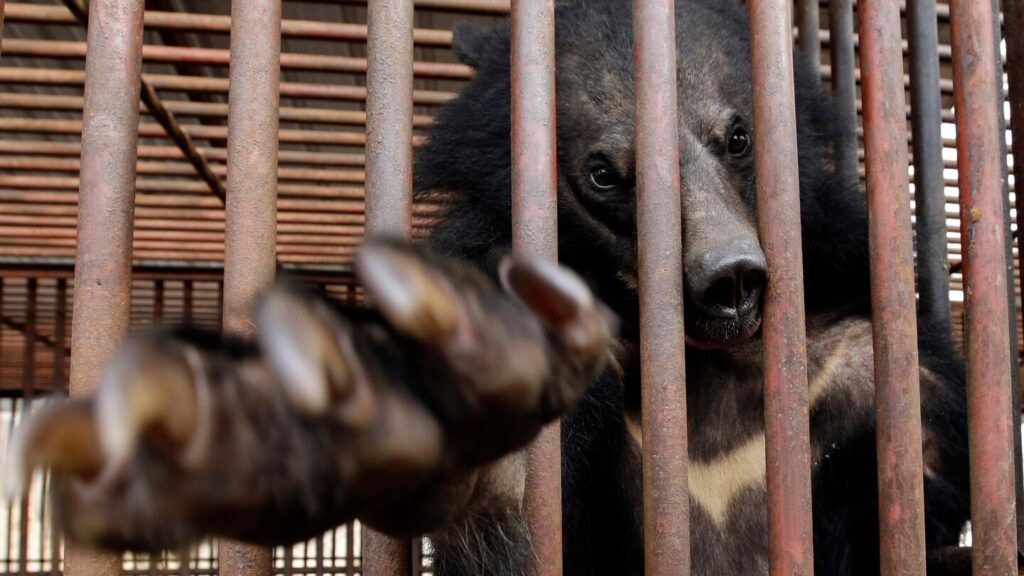 South Korea to stop farming of bears for bile