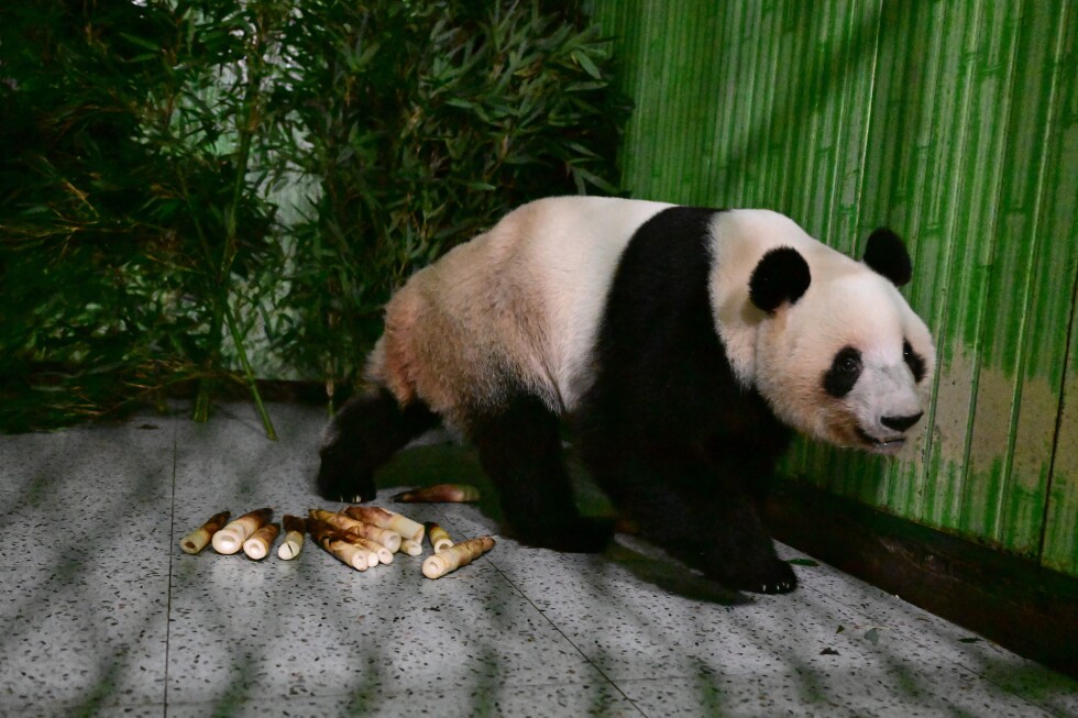 Japan’s last pair of pandas have arrived back in China